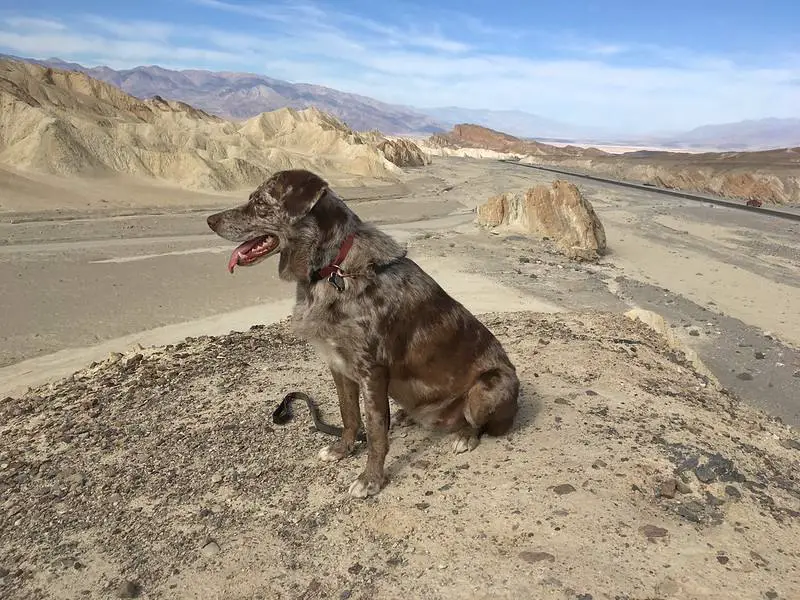 dog friendly Death Valley