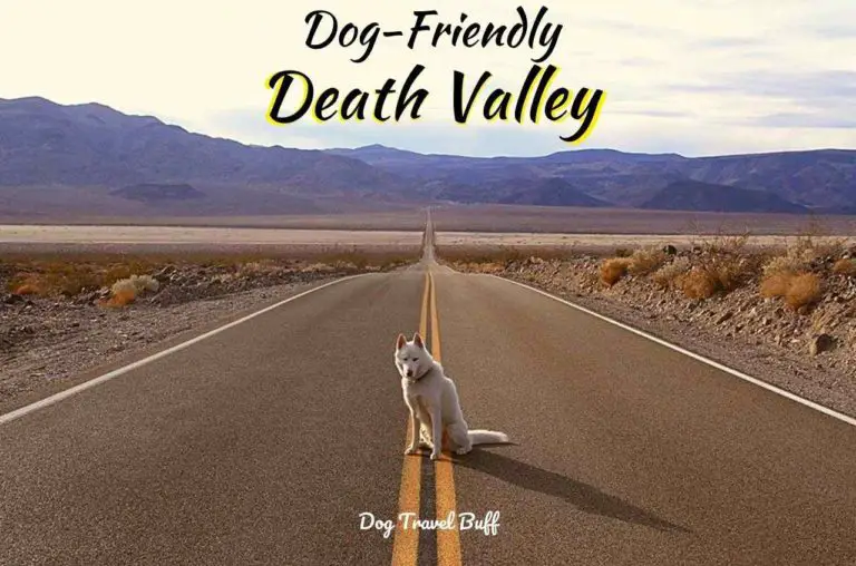 Death Valley with Dogs – Detail Guide with Dog-Friendly Activities, and Hiking Trails