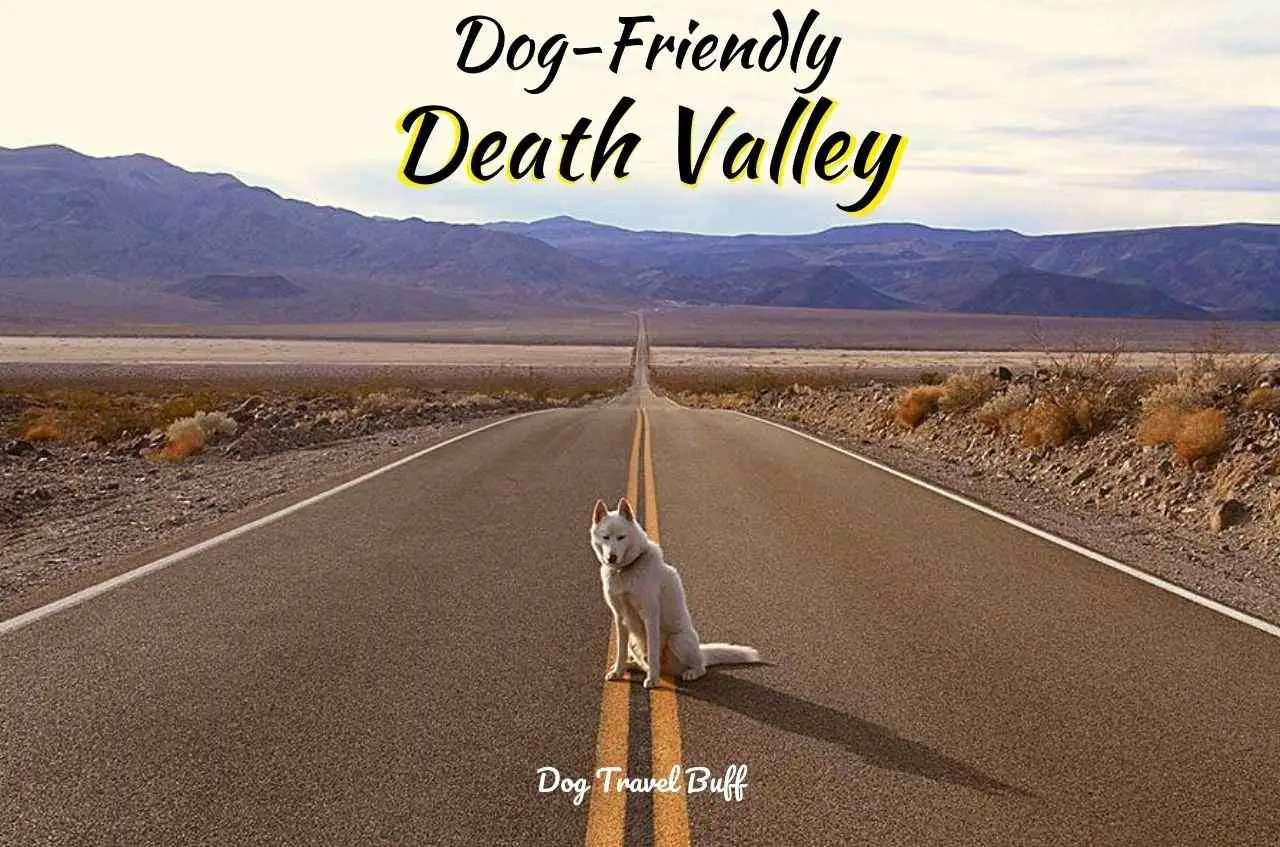 Death Valley with Dogs
