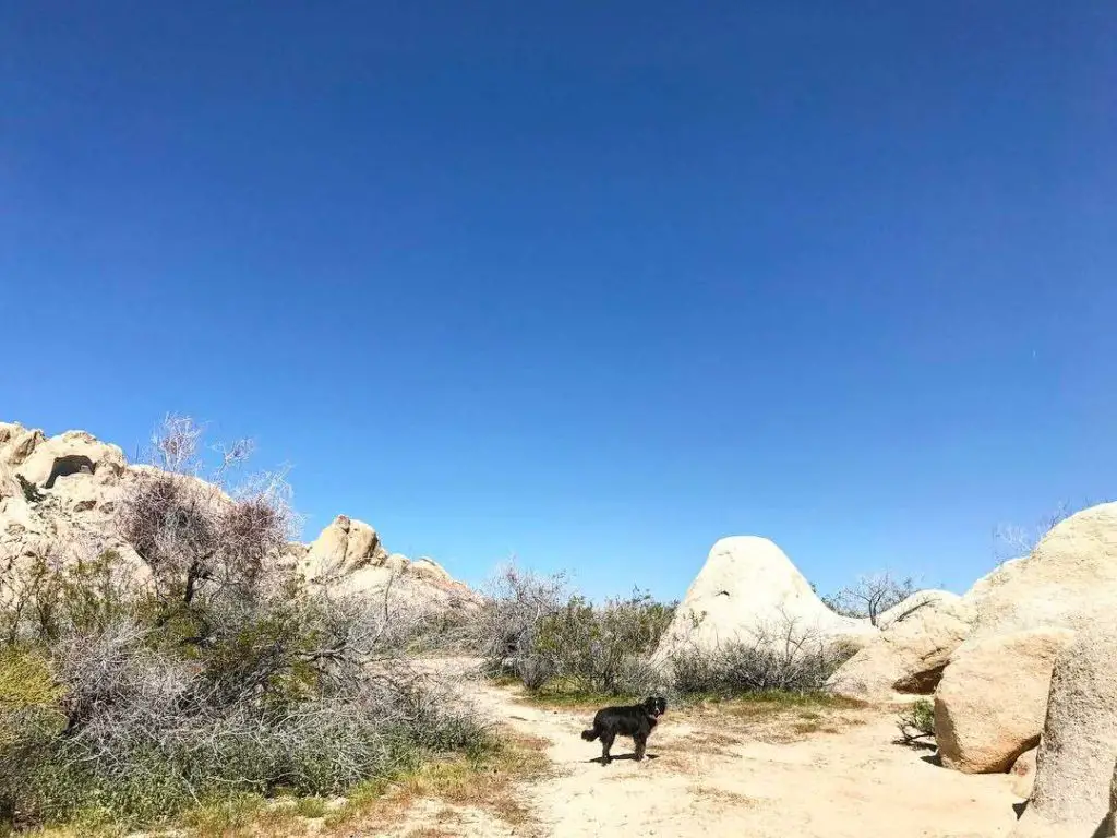 death valley with dog