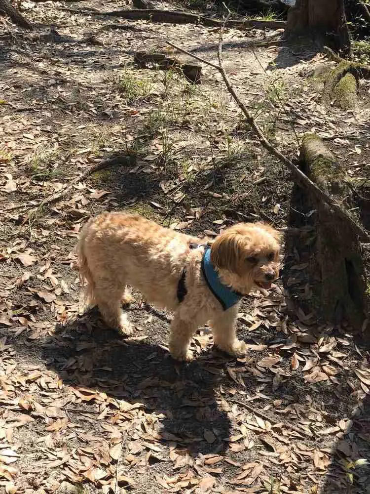 Dog-Friendly Springs in Florida_O’Leno State Park