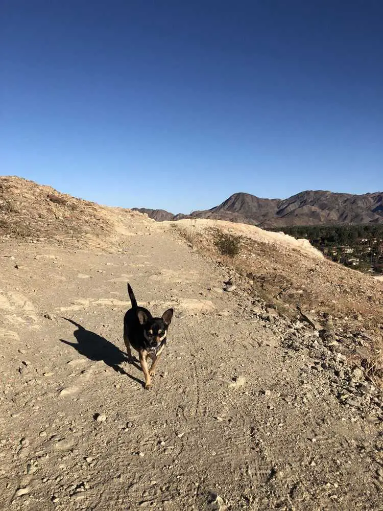 Dog-Friendly Hikes in Palm Spring_Homestead Trail