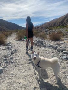 5 Best Dog-Friendly Hikes in Palm Springs, CA