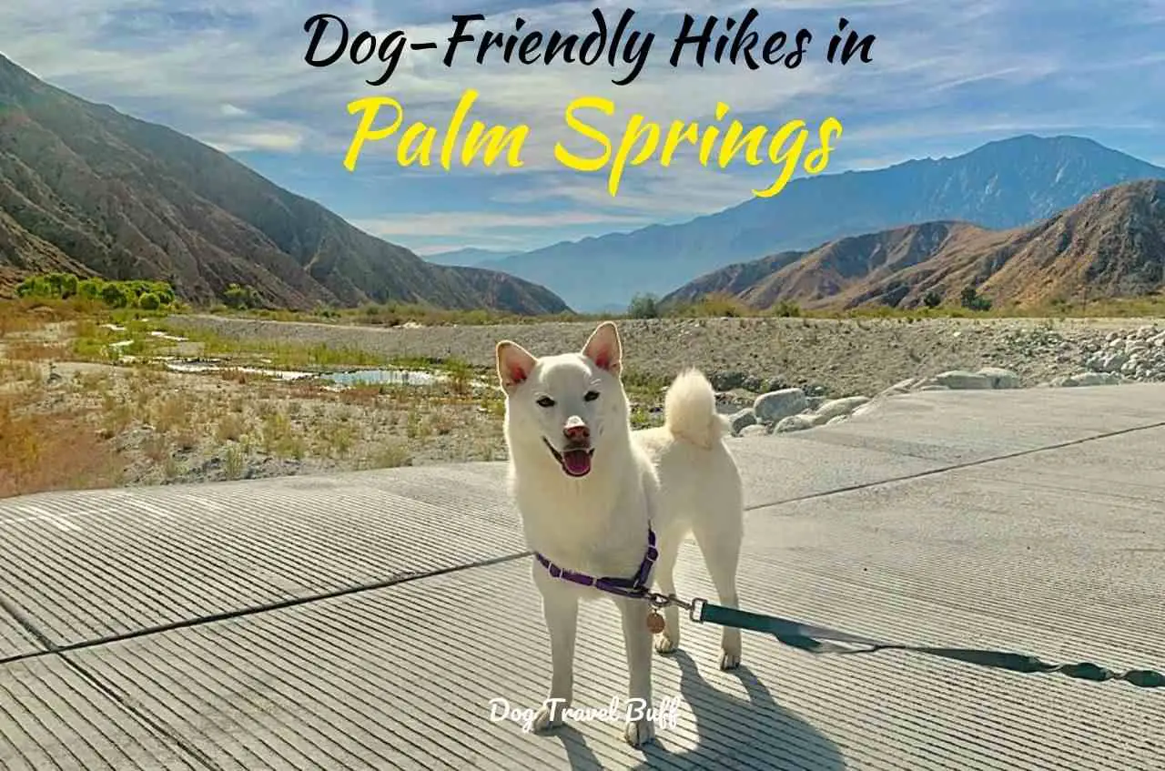 dog friendly hikes in Palm Springs
