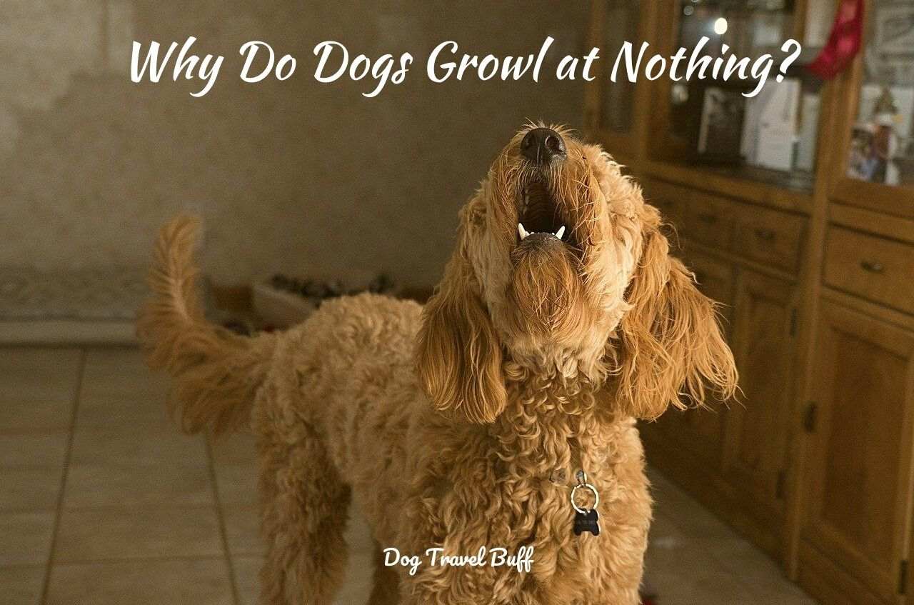 what does it mean when your dog growls at nothing