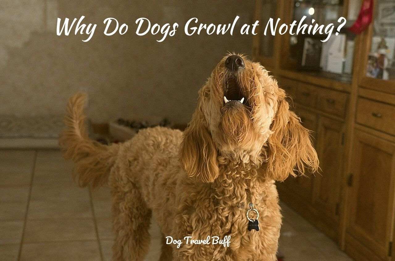 8 Reasons Why Is My Dog Growling At Nothing Solution With Tips