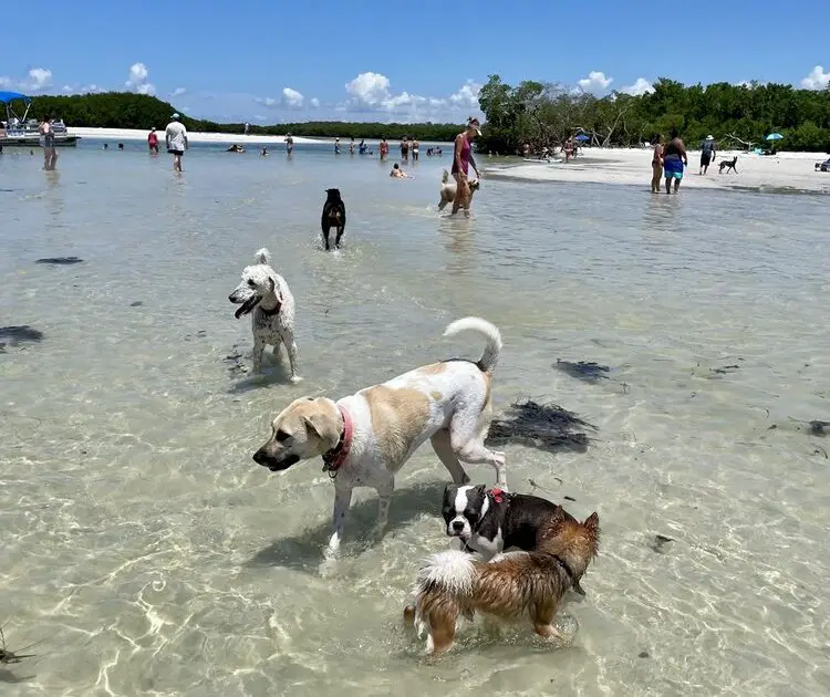 Dog-Friendly Beaches in Florida_Bonita Springs Dog Beach