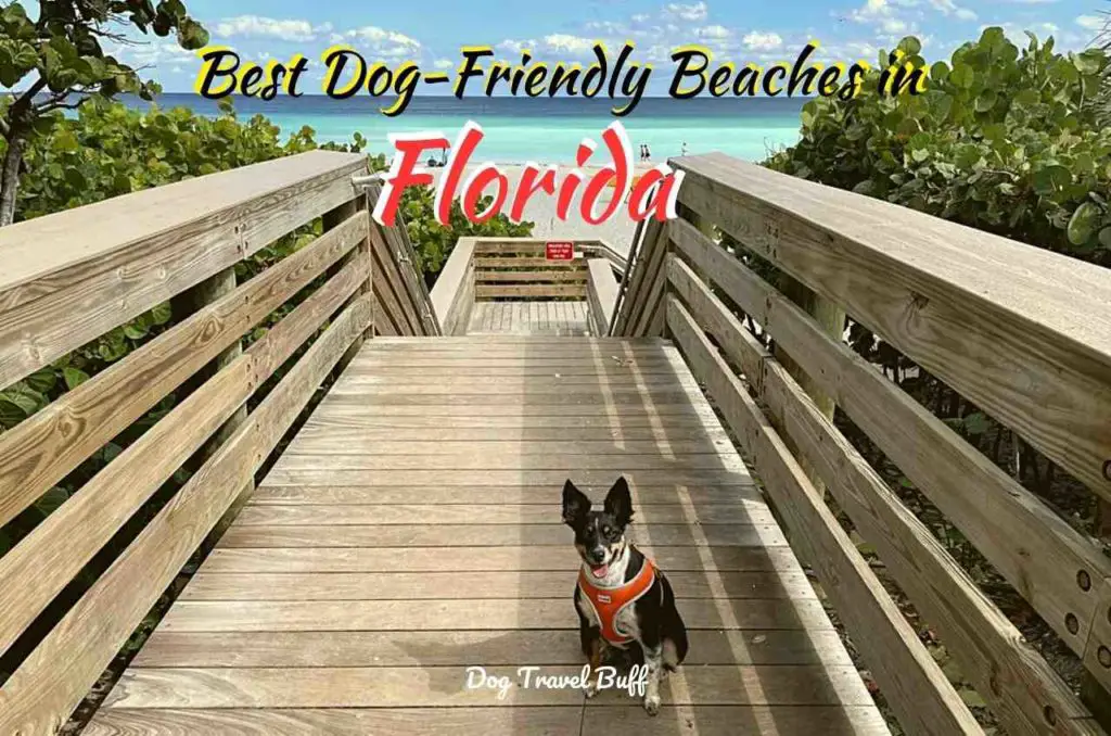 17 Picturesque Dog-Friendly Beaches in Florida - DogTravelBuff