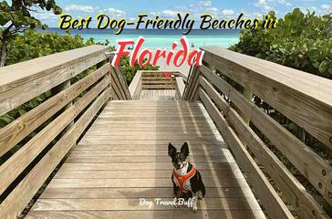 best dog beaches in florida panhandle