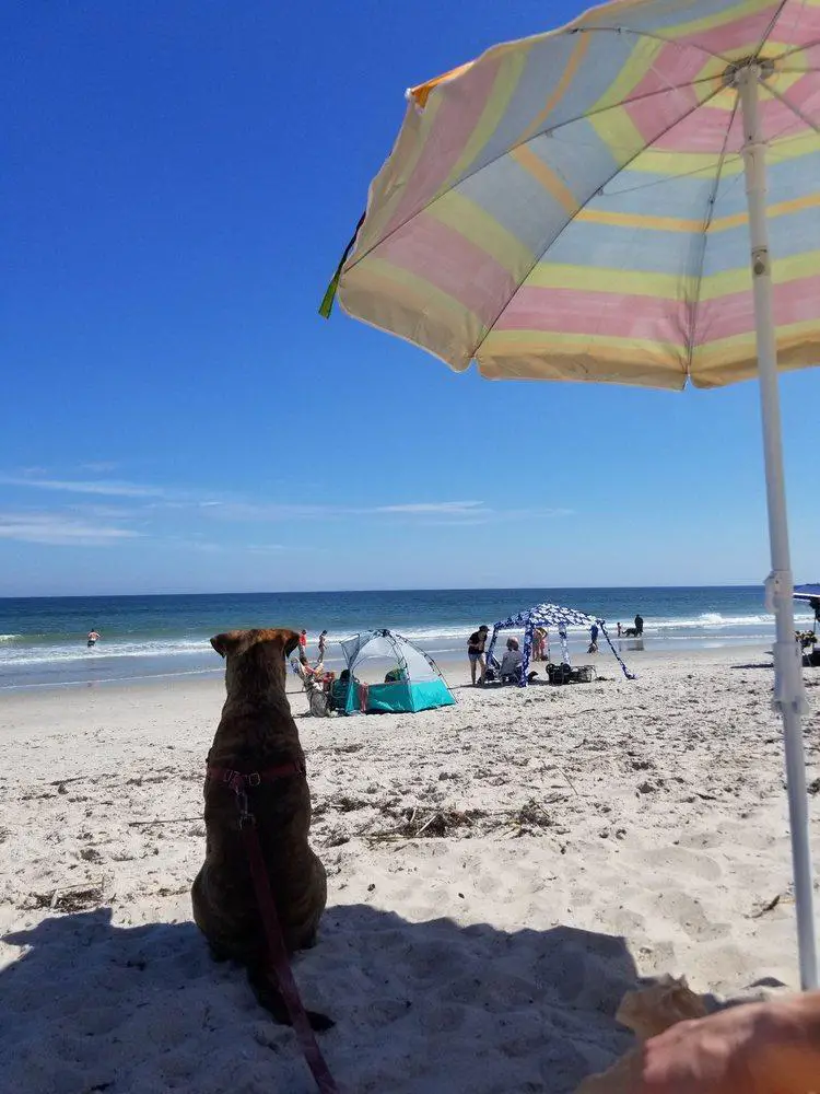 pet-friendly beaches in Florida_Canova Dog Beach