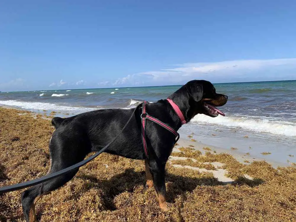 Hollywood Dog Beach