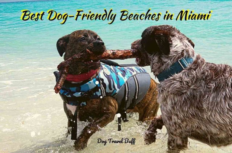 best dog-friendly beaches in Miami