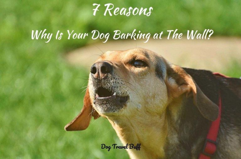7 Reasons Why Is My Dog Barking At The Wall?
