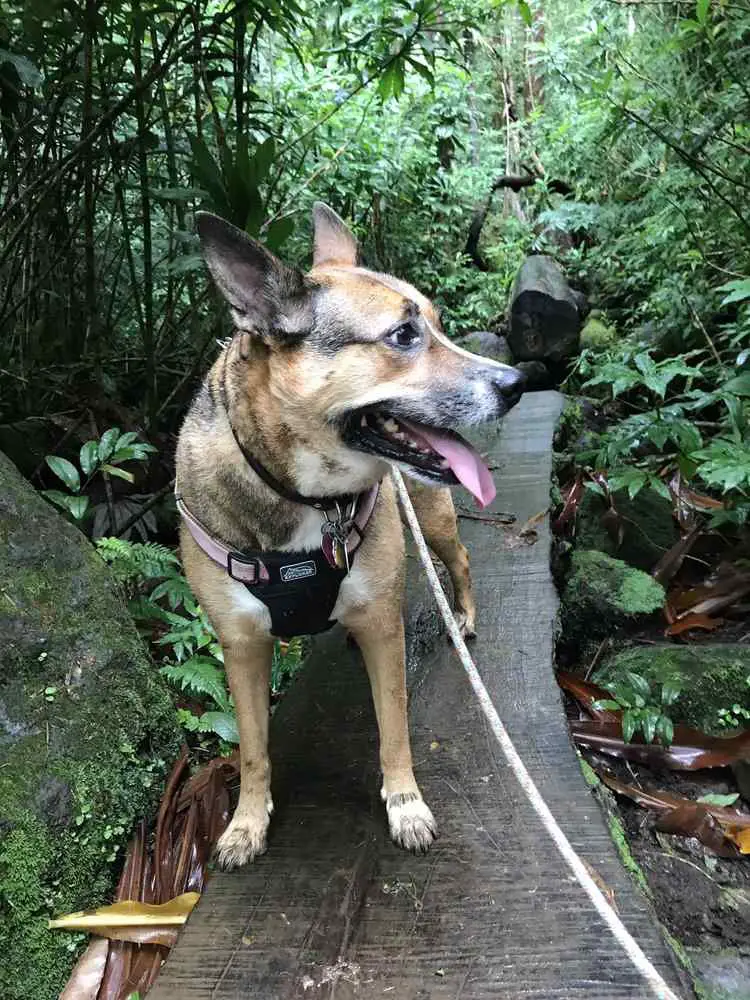 dog-friendly hikes in Oahu_Manoa Falls