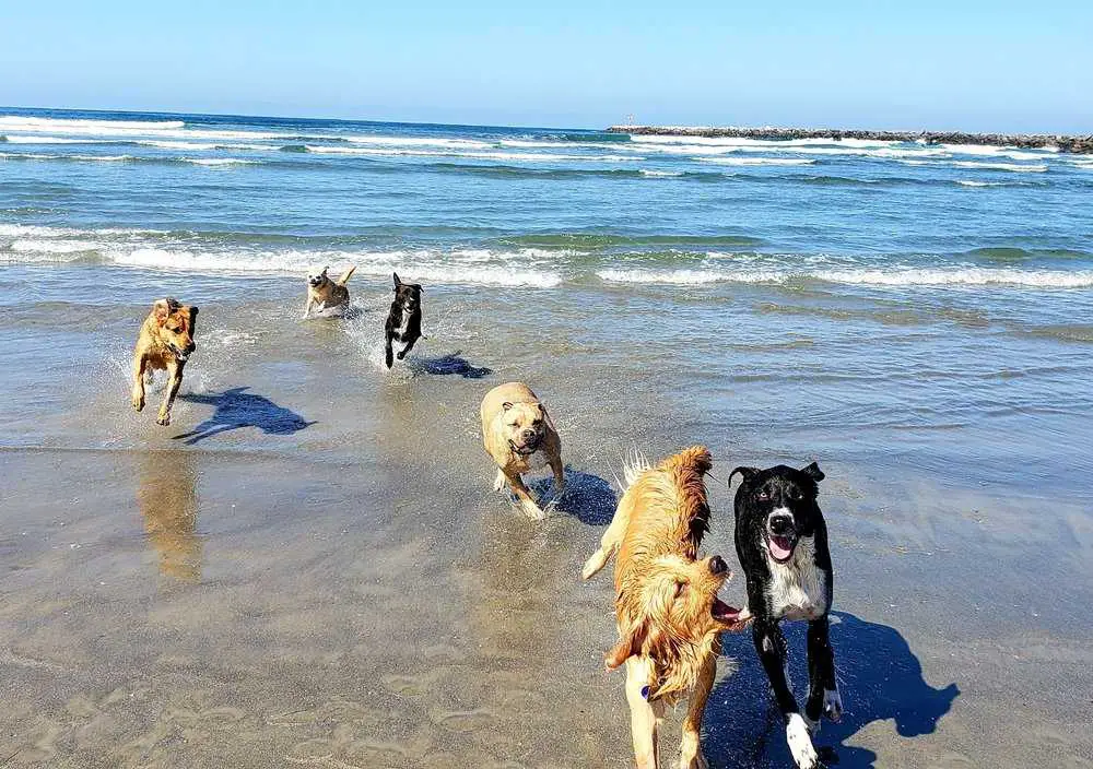 Original Dog Beach