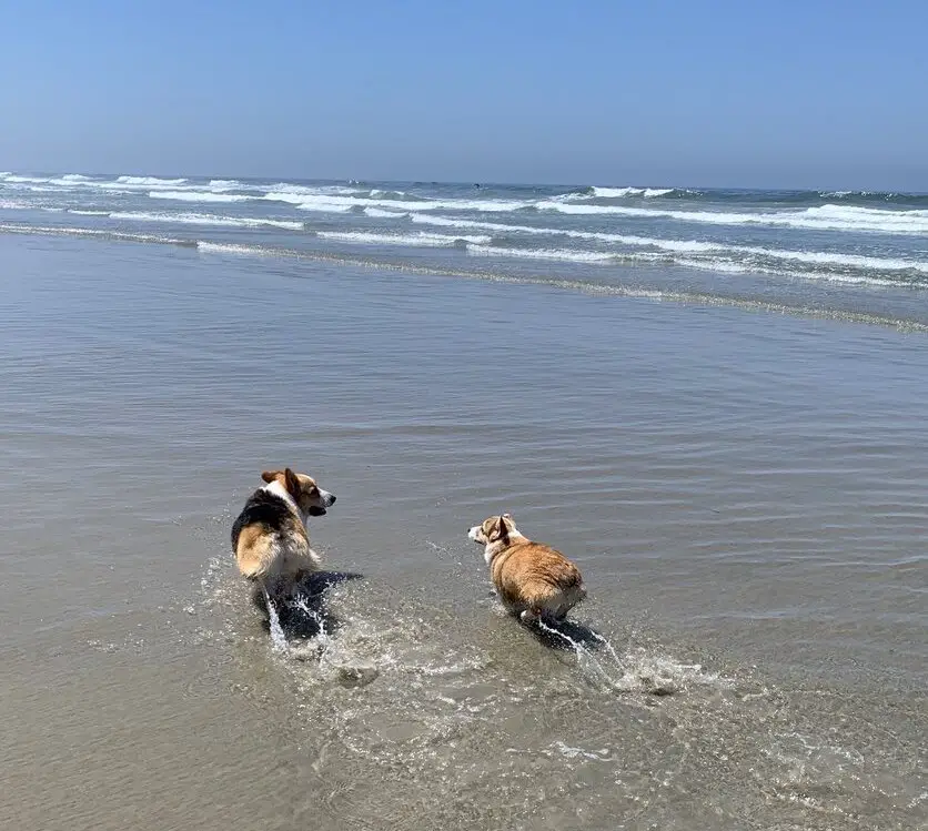 dog friendly San Diego beach_Del Mar North Beach