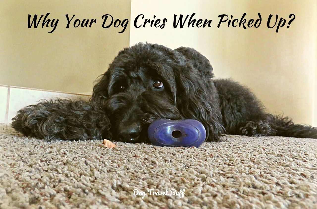 why your dog cries when picked up?