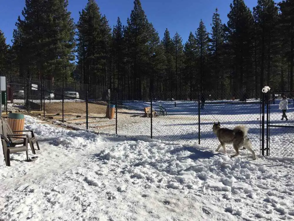 dog-friendly lake tahoe activities_Bijou Dog Park