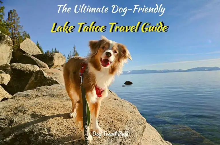 12 Dog-Friendly Lake Tahoe Activities, Hotels & Restaurants