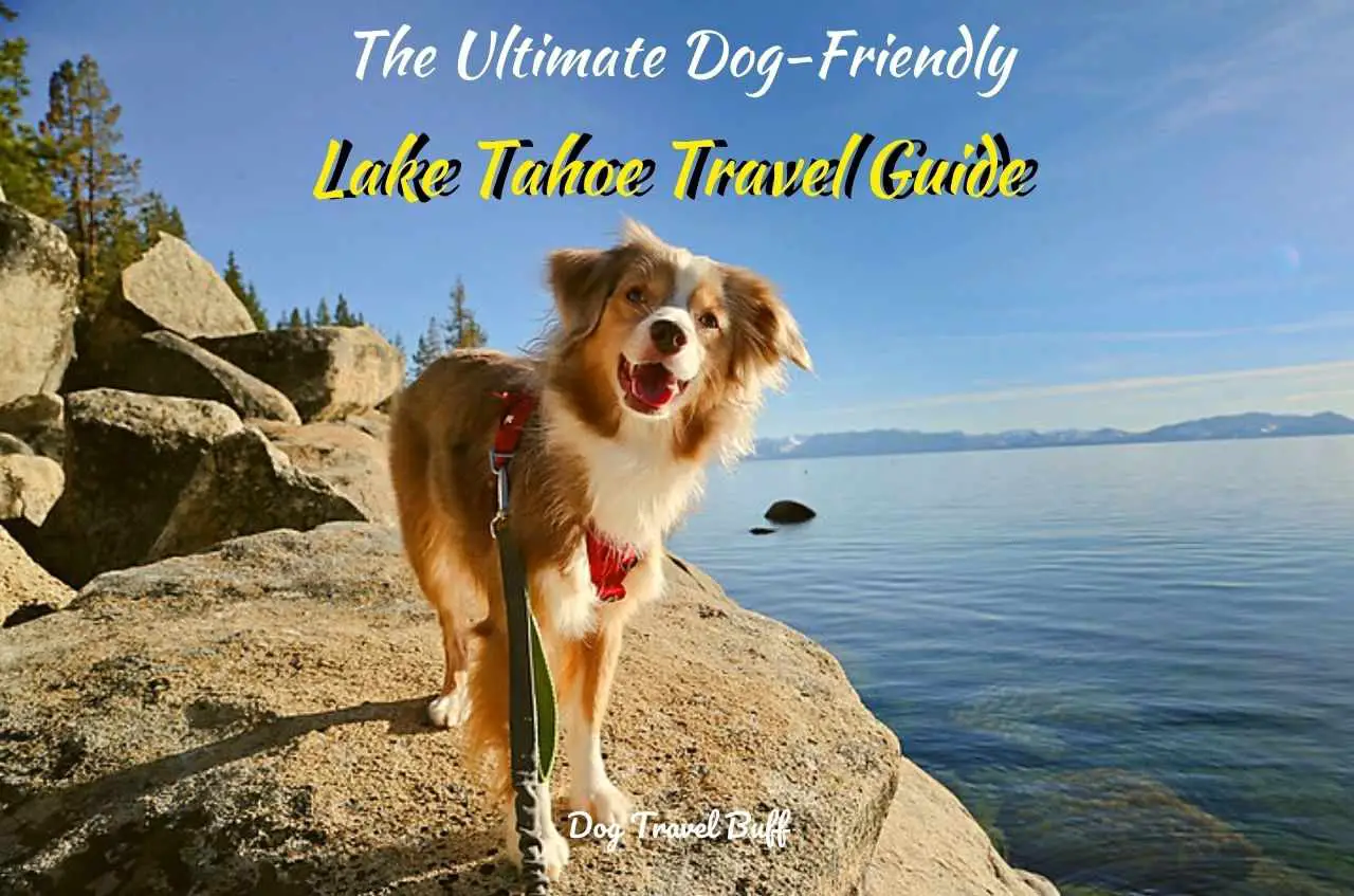 dog-friendly Lake Tahoe Guide