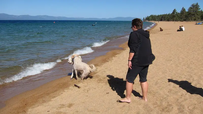 dog beach in Lake Tahoe
