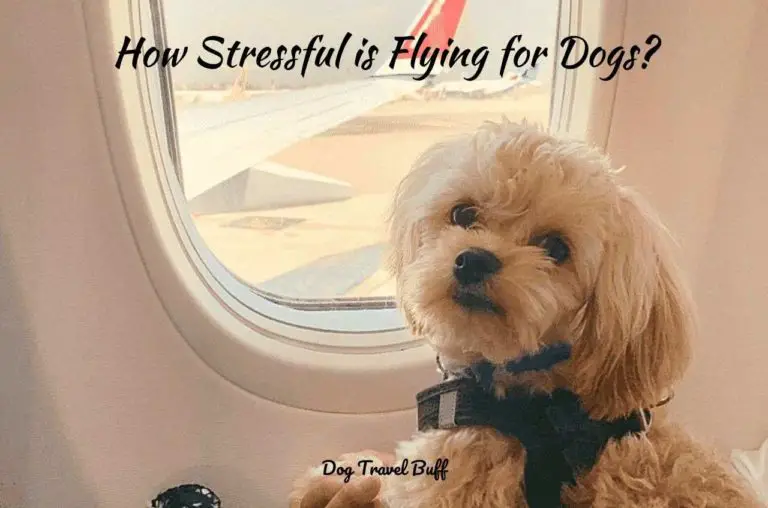 How Stressful is Flying for Dogs?