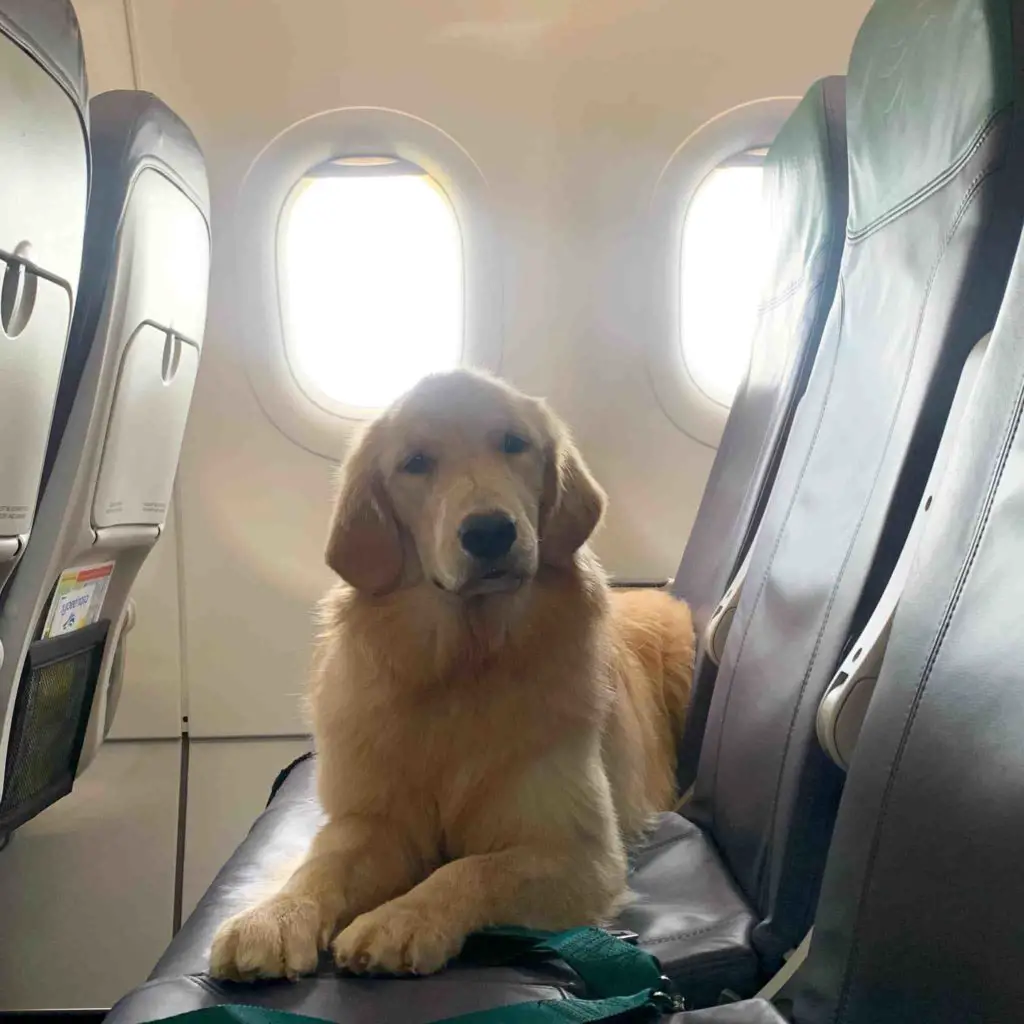 How Stressful is Flying for Dogs?