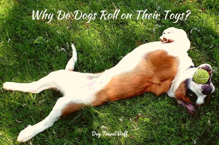 why do dogs roll on their toys?