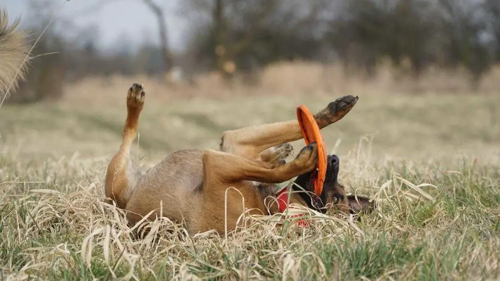 why do dogs roll on their toys?