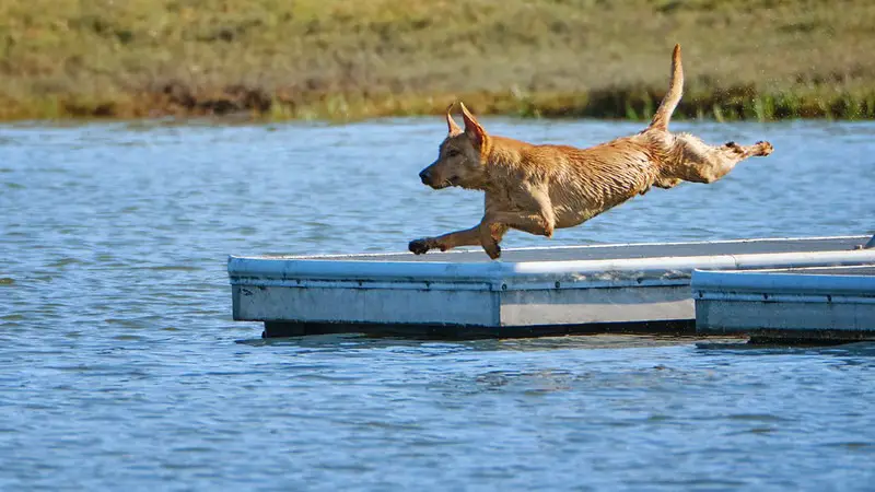 Dog Playing Fetch at Mill Valley