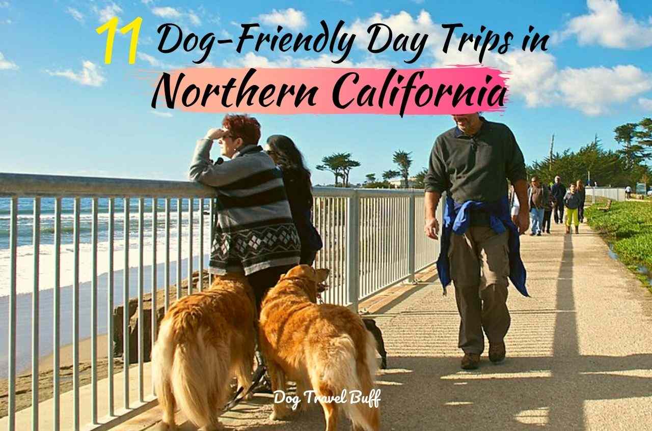 14 Best Dog-Friendly Day Trips in Northern California: DogTravelBuff