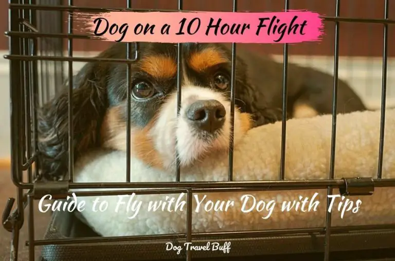 Dog On A 10 Hour Flight