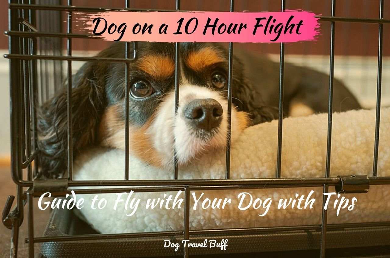 should i give my dog a sedative before flying