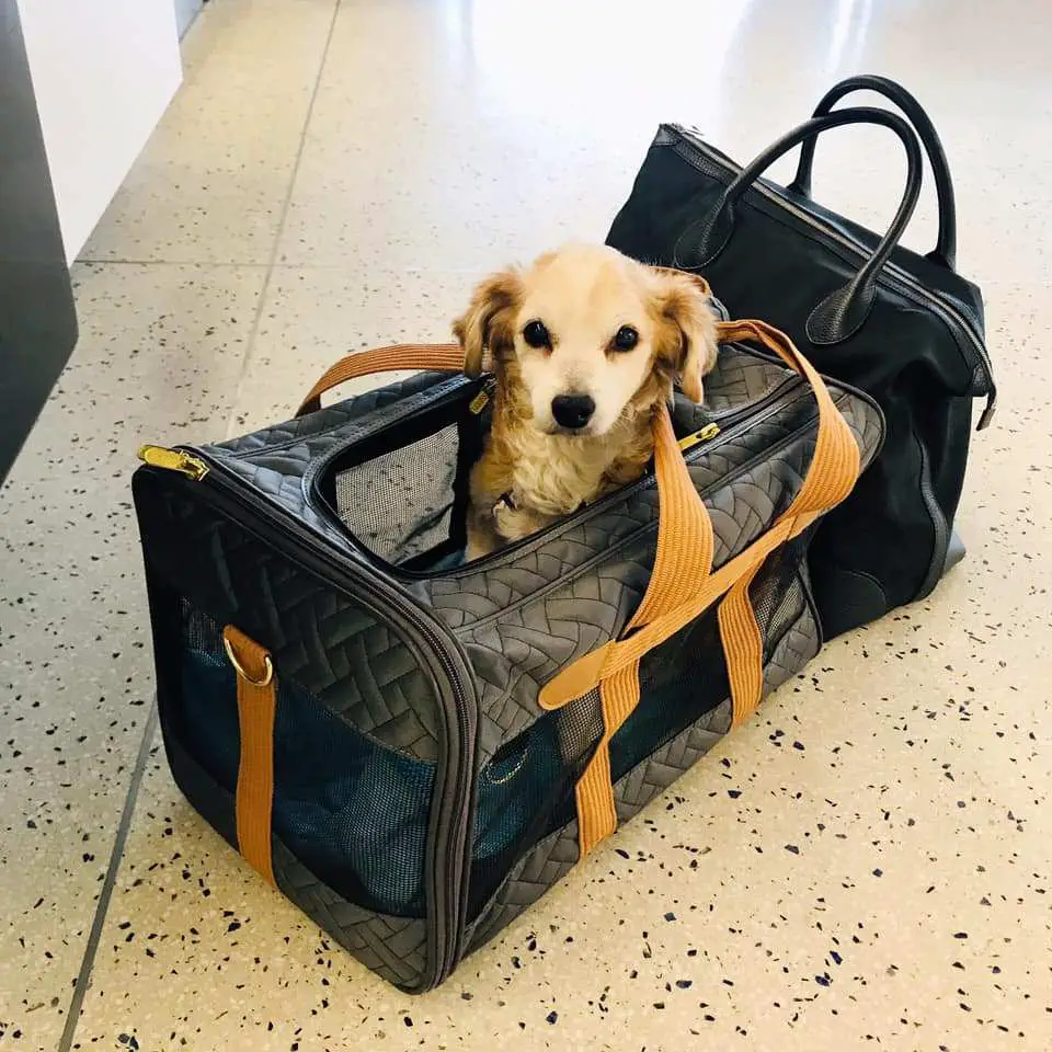 dog on a long haul flight