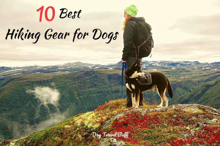 Ultimate Hiking Gear For Dogs: We Tested More Than 20 Products & Found The Best