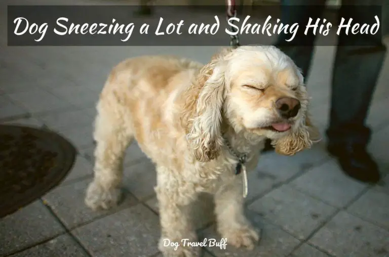 Why Is My Dog Sneezing a Lot and Shaking His Head? Home Remedies