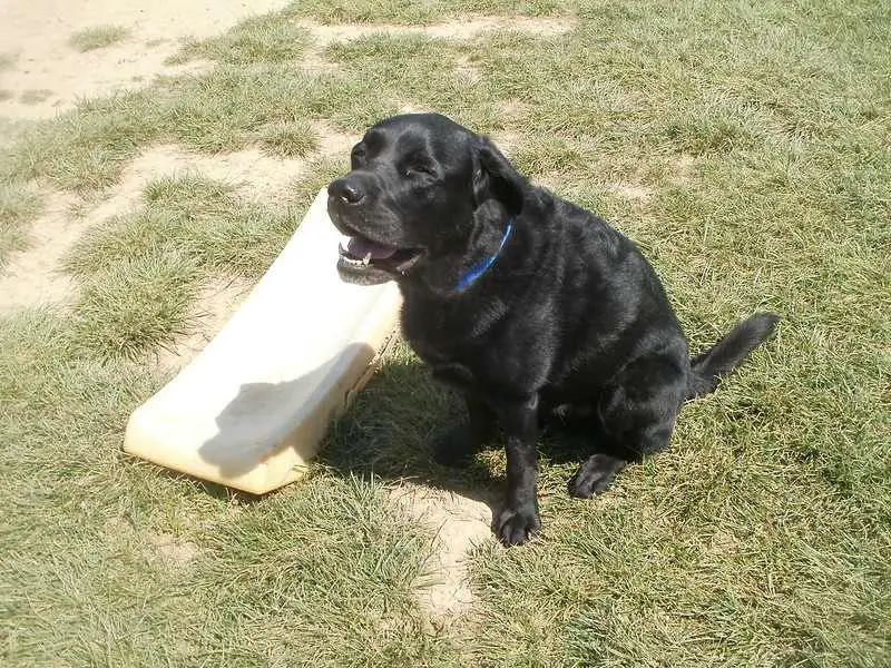 Dog Sneezing a Lot and Shaking His Head