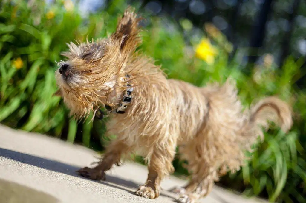 Dog Shaking His Head