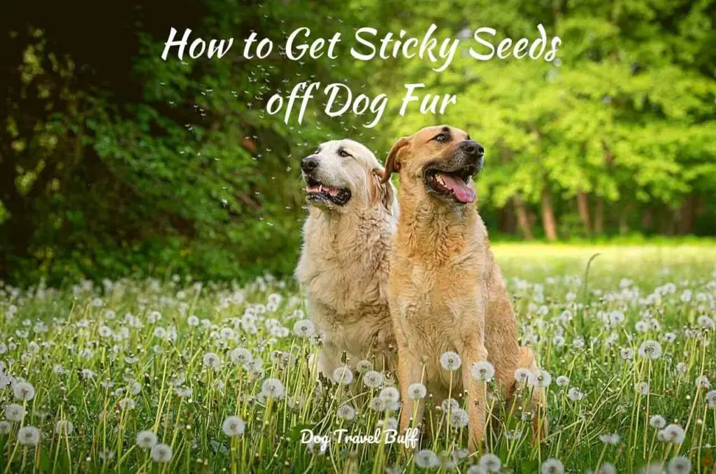 How to Get Sticky Seeds off Dog Fur [6 Tips] DogTravelBuff
