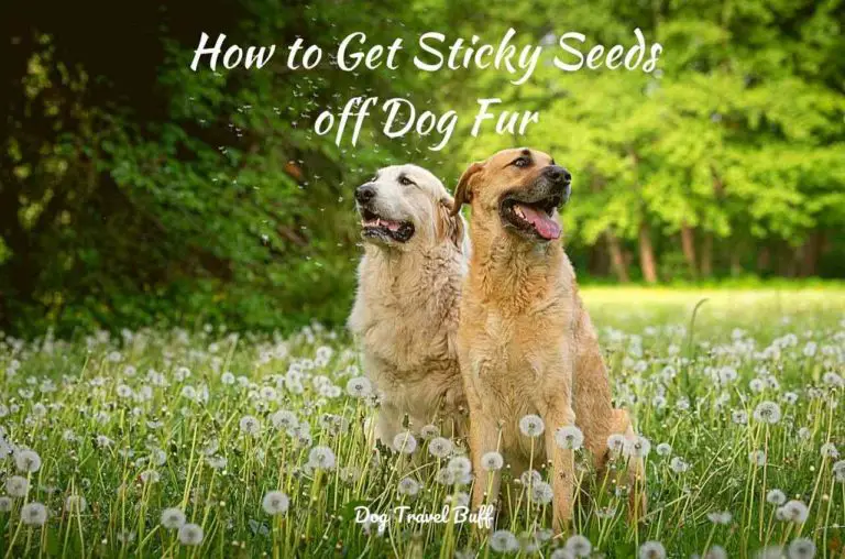 How to Get Sticky Seeds off Dog Fur