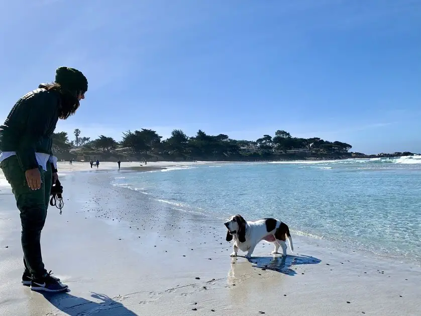 Dog-friendly Carmel Beach
