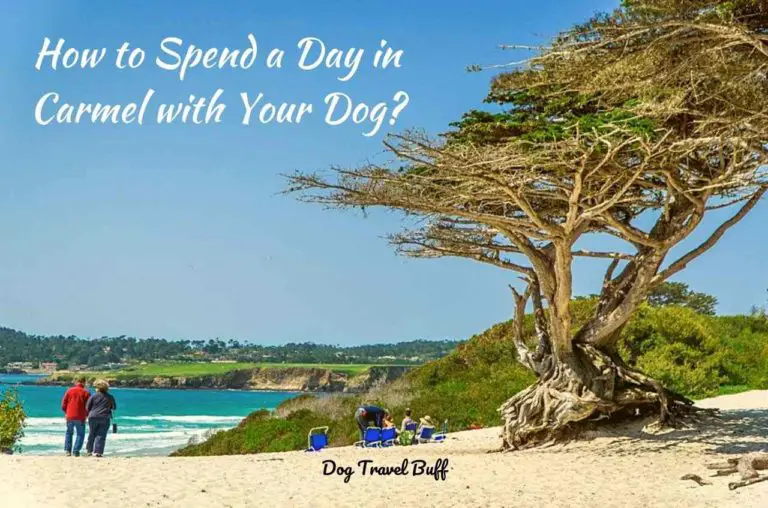Dog-Friendly Carmel-by-the-Sea: Best Things to do in Carmel with Your Pet