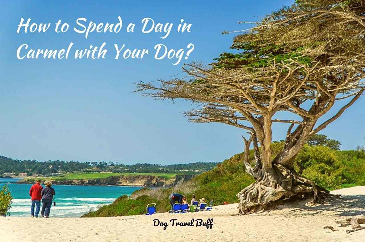 dog friendly Carmel by the sea