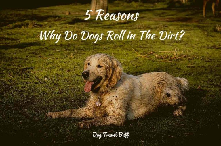 5 Reasons Why Do Dogs Roll in The Dirt?