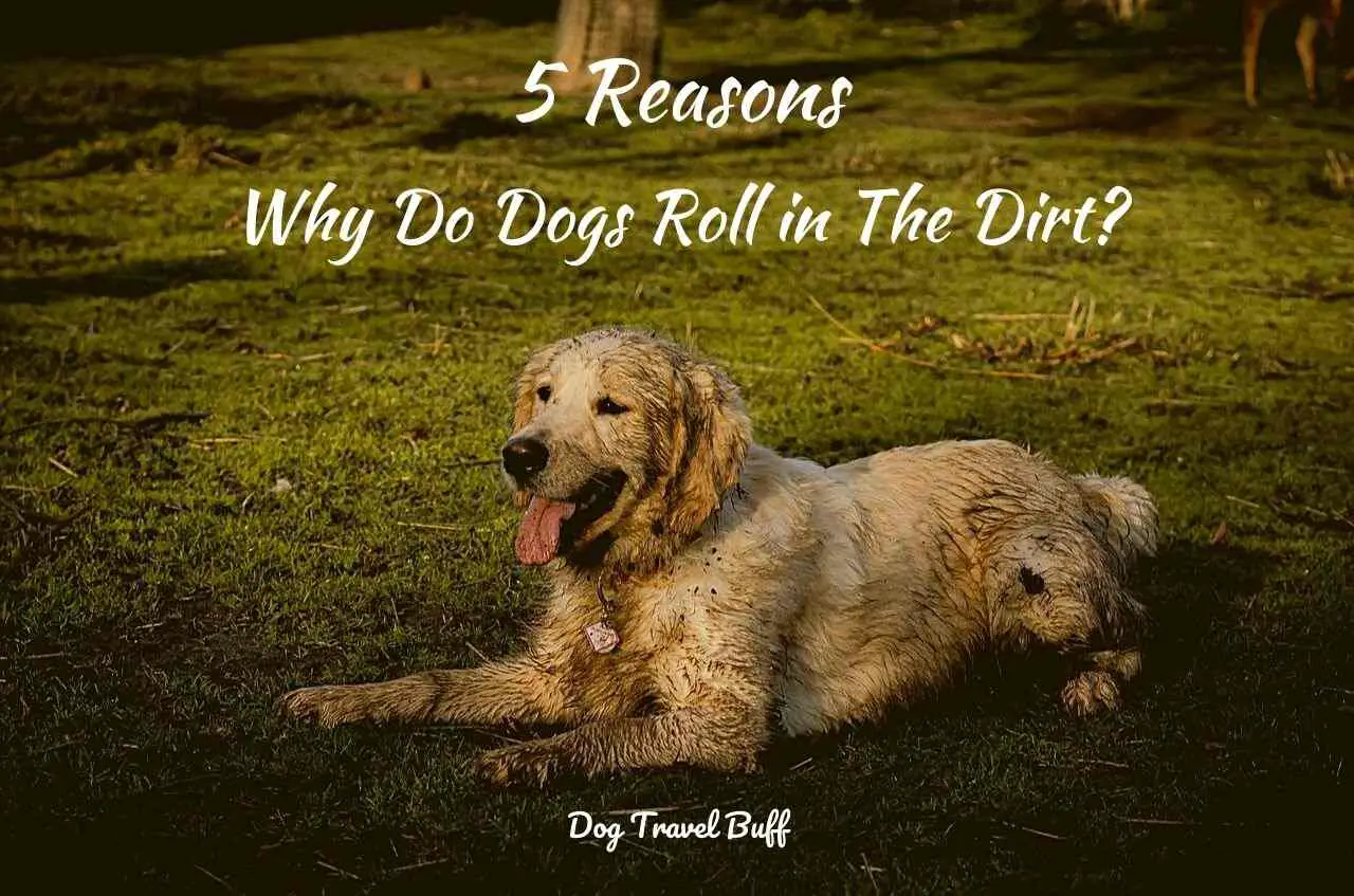 Why Do Dogs Roll in The Dirt