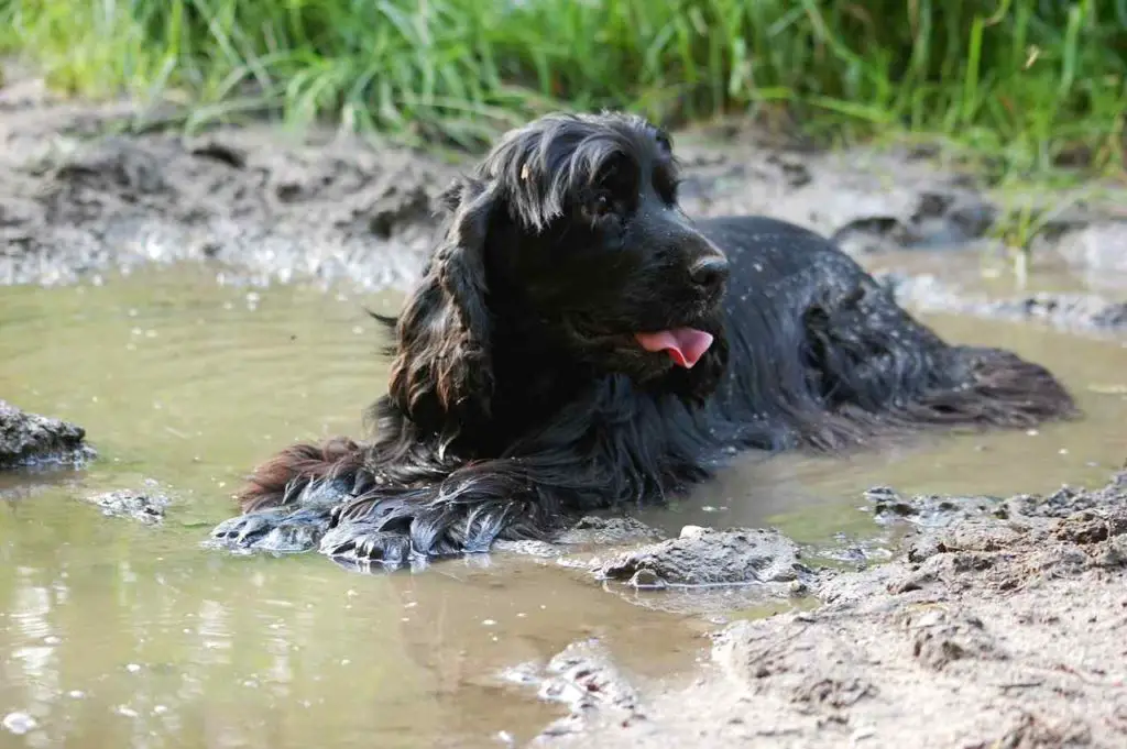 Why Do Dogs Roll in The Mud