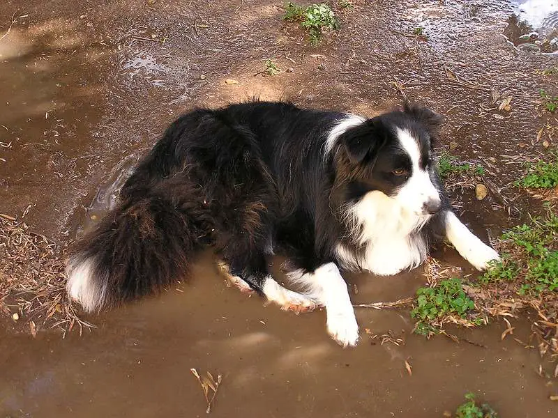 Why Do Dogs Roll in The Dirt?