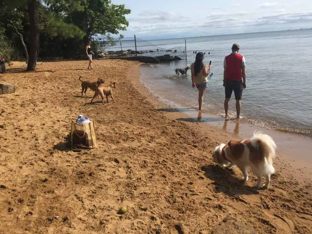 5 Best Dog-Friendly Beaches In Maryland: What To Do And See