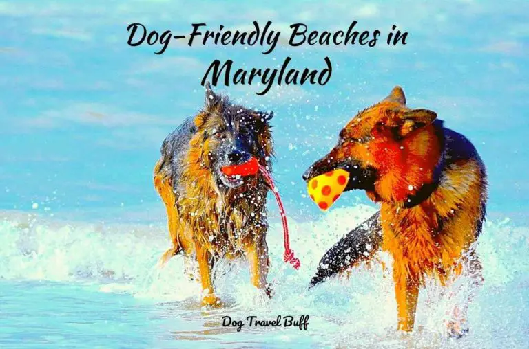 5 Best Dog-Friendly Beaches In Maryland: What To Do And See