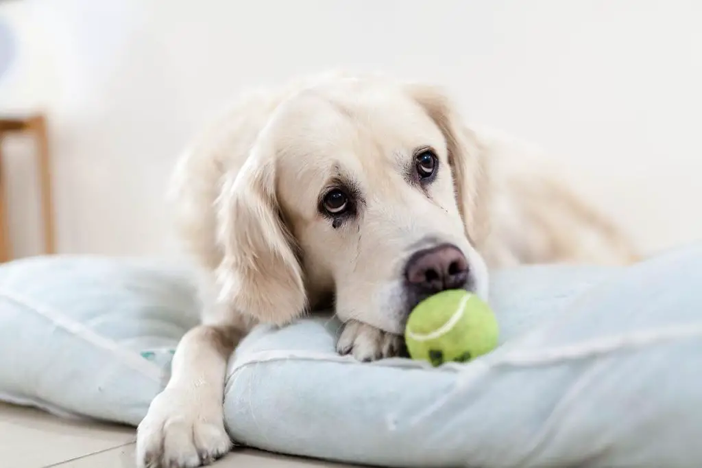 how to get an anxious dog
to sleep